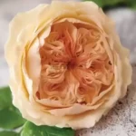 FVC01-02-600x600-1-2.webp
