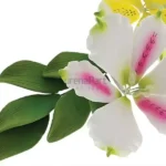 FVC07-02-600x600-1-2.webp