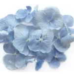 FVC12-02-600x600-1-2.webp