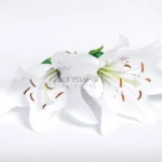 FVC18-02-600x600-1-2.webp
