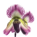FVC23-02-600x600-1-2.webp