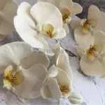 FVC24-02-2.webp