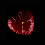 Silikomart-Lovely-1200-3.webp